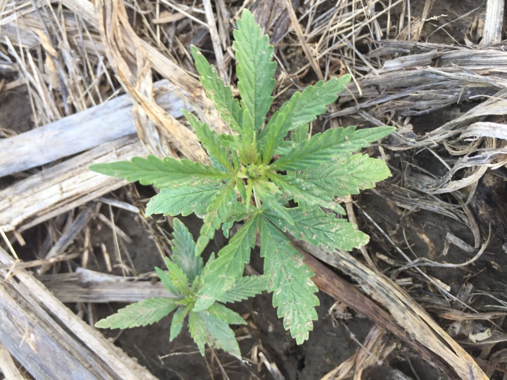 Hemp